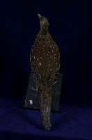 藍腹鷴藏品圖，第8張
